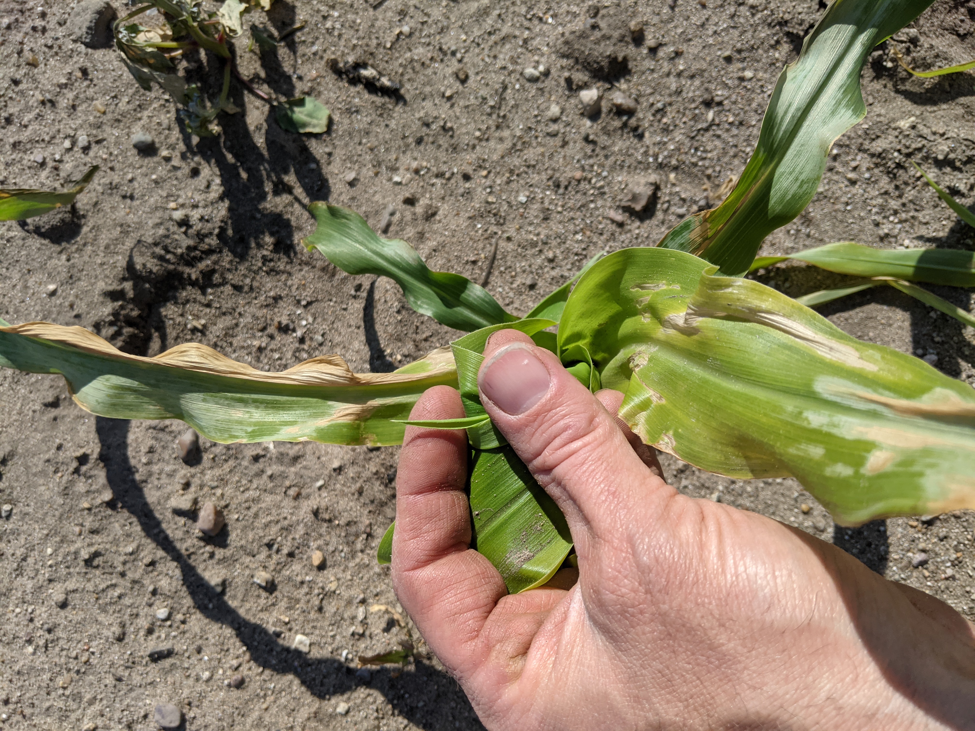 Injured corn